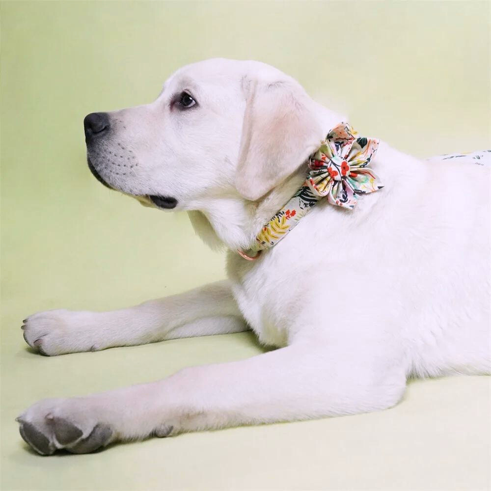 DapperDotsCollarTheGoodPupProductImage_76_4cc47acb-3f11-401d-b0b3-3ee5cb5f028e.png