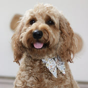 Sloane Collar Leash Set