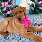 Fi Compatible Signature Pink Collar