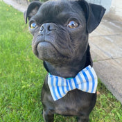 Nautical Blue Collar