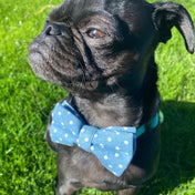 Dapper Dots Collar Leash Set